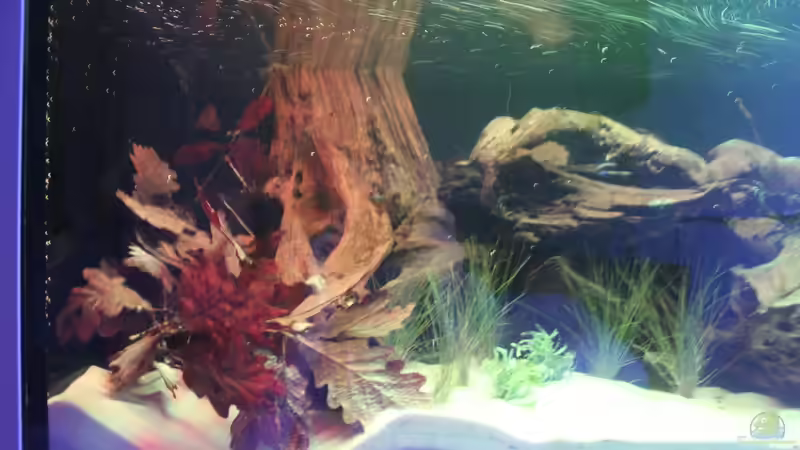 Aquarium Panaqolus Heaven von maxheadroom (5)