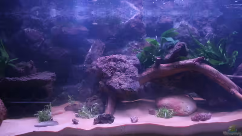 Aquarium Panaqolus Heaven von maxheadroom (6)