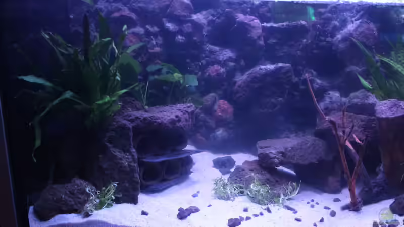 Aquarium Panaqolus Heaven von maxheadroom (7)