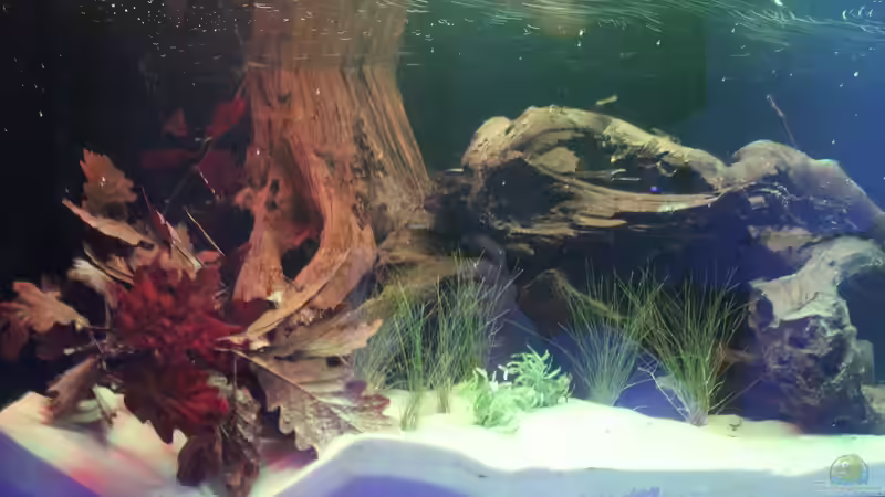 Aquarium Panaqolus Heaven von maxheadroom (8)