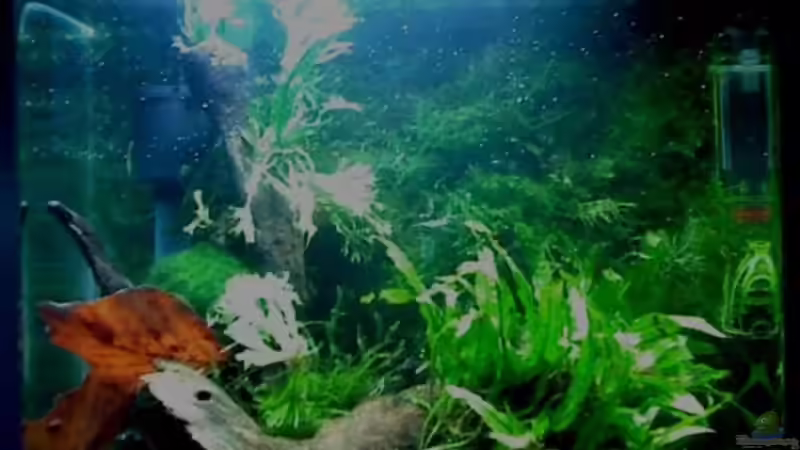 Aquarium Panorama von Aquadog (3)