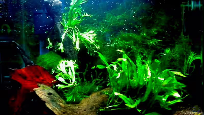 Aquarium Panorama von Aquadog (4)