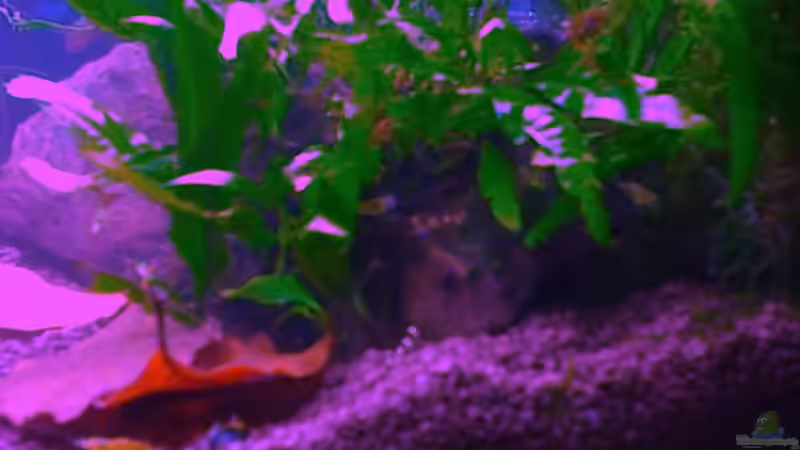 Aquarium Panorama von Aquadog (5)