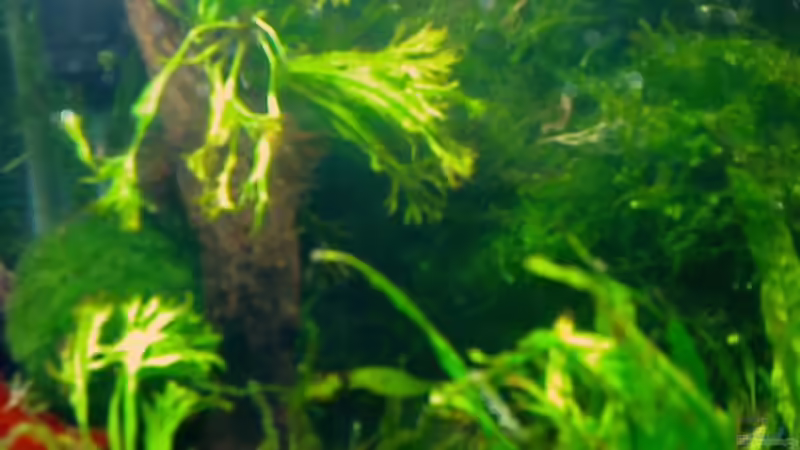 Aquarium Panorama von Aquadog (6)