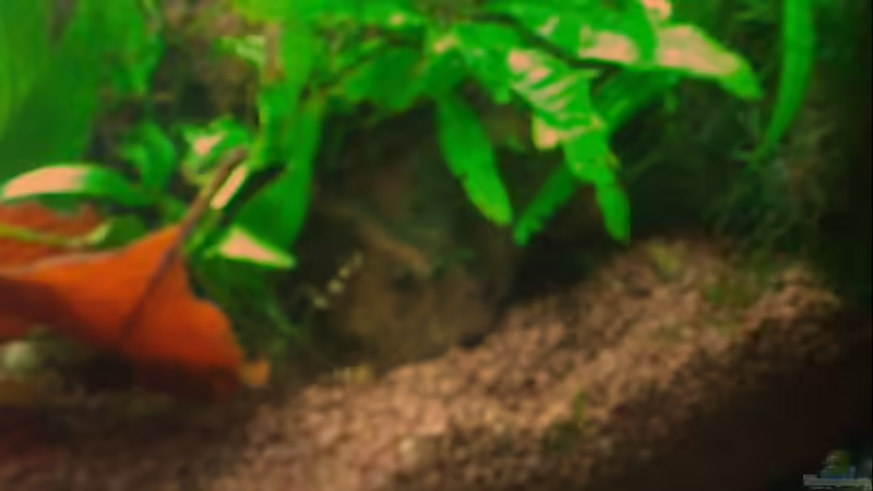 Aquarium Panorama von Aquadog (7)