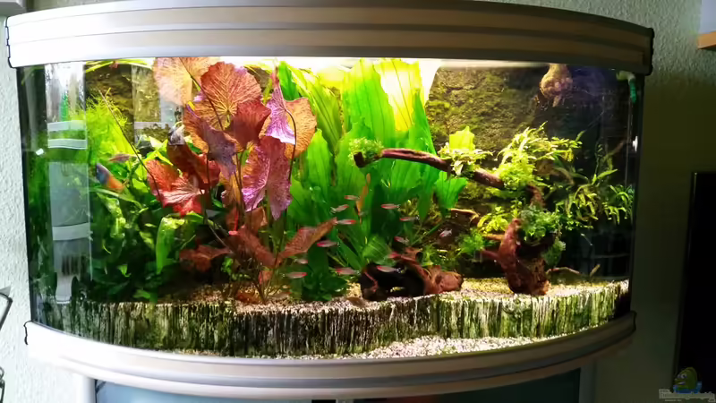 Aquarium Panoramabecken 300 Liter von Gigi (3)