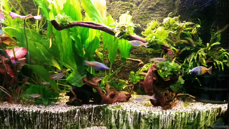 Aquarium Panoramabecken 300 Liter von Gigi (5)