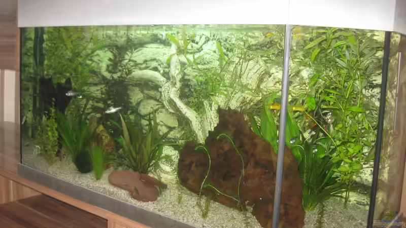 Aquarium Panoramabecken von MichlNausM (2)