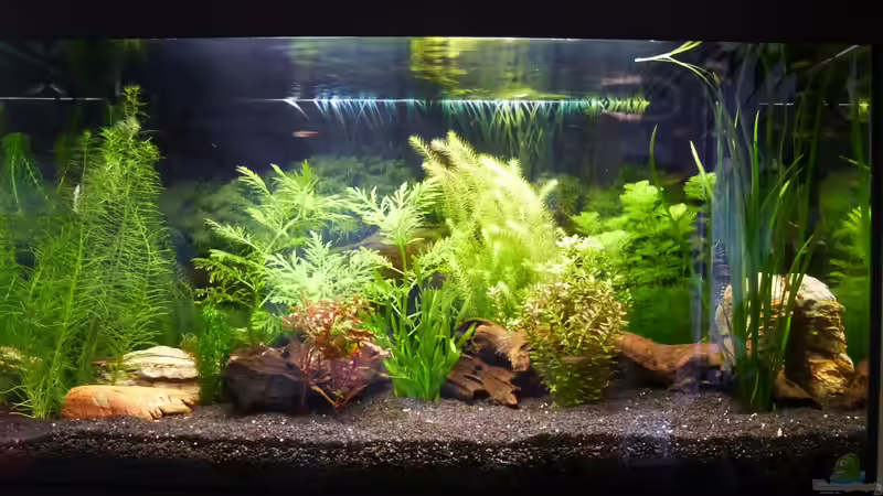 Aquarium Papa&#039;s Erbe von TimNRW (3)