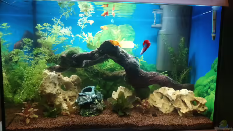 Aquarium Papilis Anfängerbecken von Papili (2)