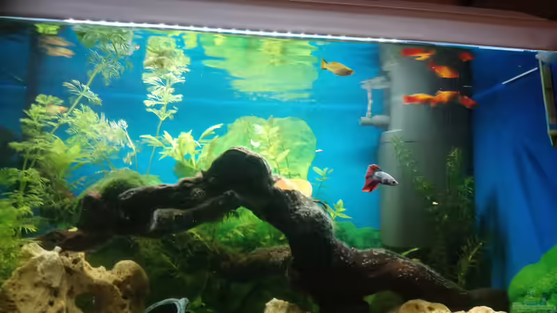 Aquarium Papilis Anfängerbecken von Papili (3)