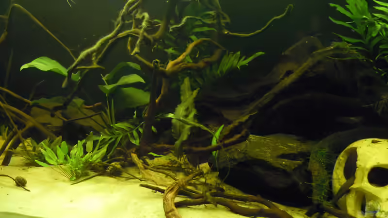 Aquarium Parachanna obscura von Metamorphois (2)