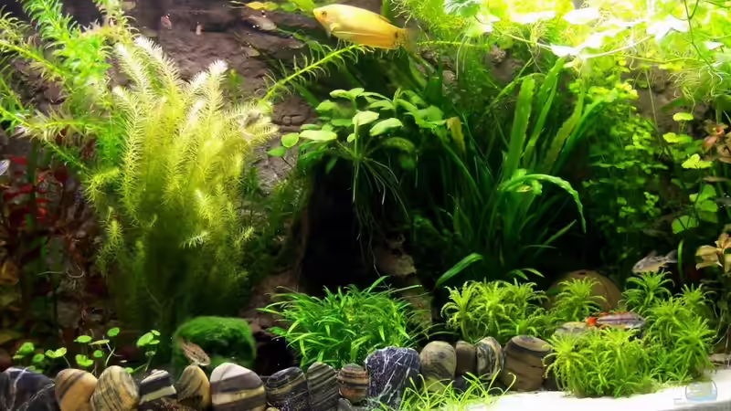 Aquarium Paradiesbecken von KidVicious (2)