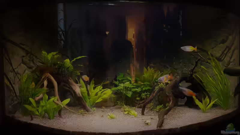Aquarium Paradise Edge Obsolete von The_Lizardking (5)