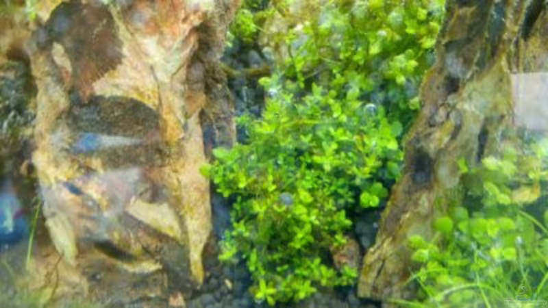 Aquarium Paradise von Scaper (12)