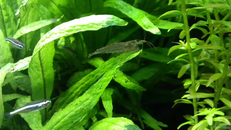 Aquarium Pelvis home von Marc W. (10)