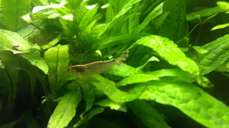 Aquarium Pelvis home von Marc W. (11)