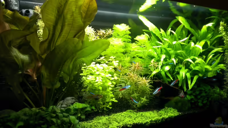 Aquarium Pelvis home von Marc W. (2)