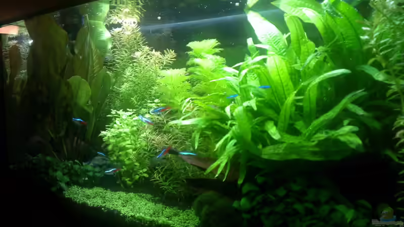 Aquarium Pelvis home von Marc W. (3)