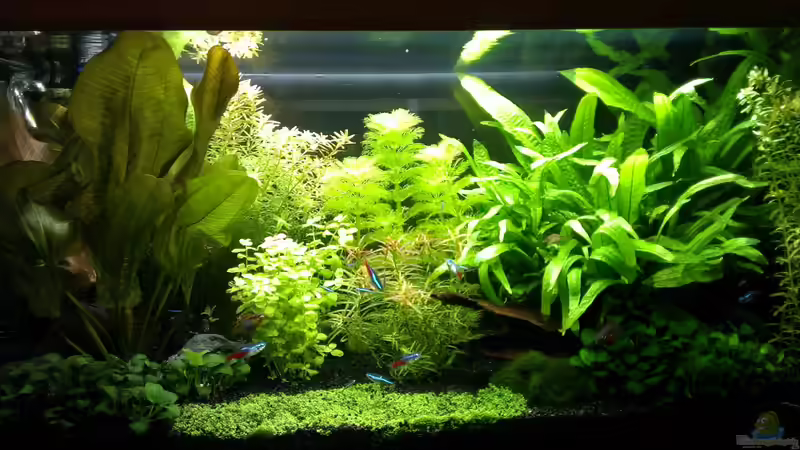 Aquarium Pelvis home von Marc W. (4)