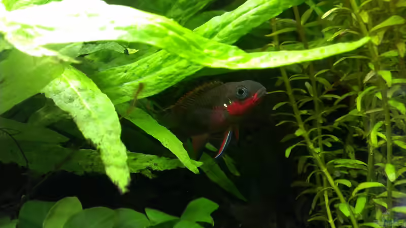 Aquarium Pelvis home von Marc W. (5)