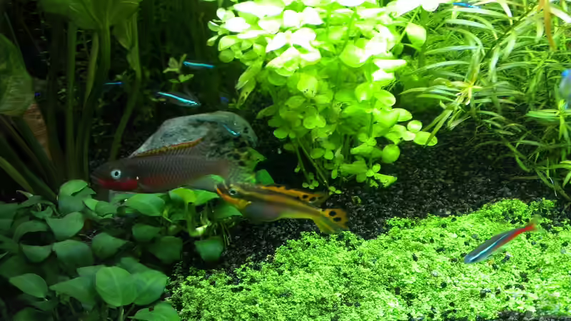 Aquarium Pelvis home von Marc W. (6)