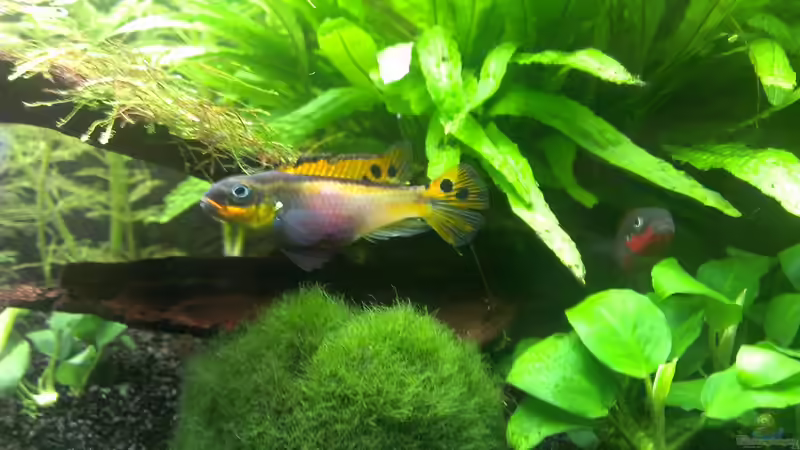 Aquarium Pelvis home von Marc W. (7)