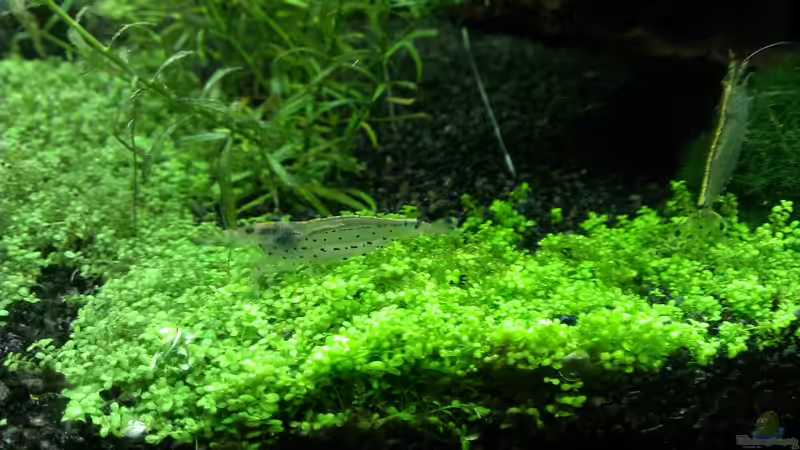 Aquarium Pelvis home von Marc W. (9)