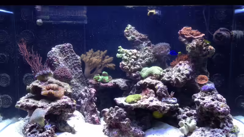 Aquarium Percula von kutlesch (11)