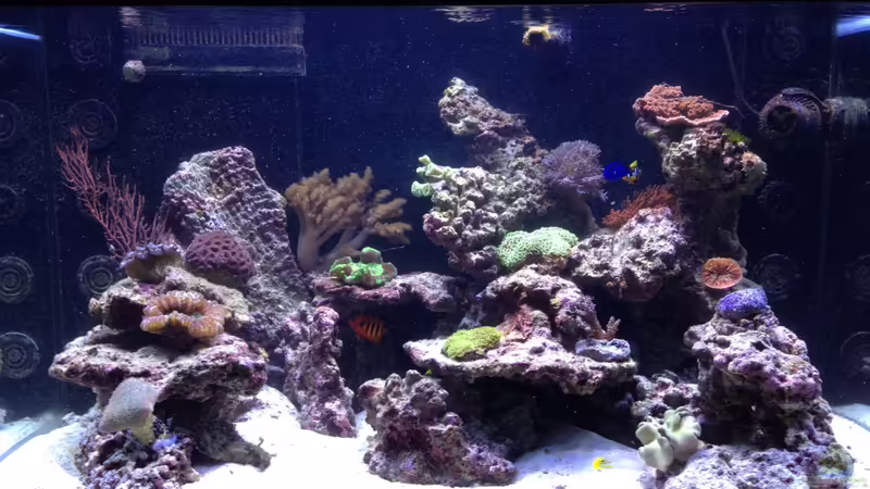 Aquarium Percula von kutlesch (12)