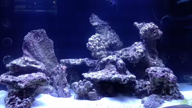 Aquarium Percula von kutlesch (2)