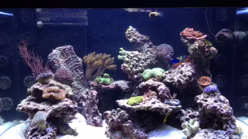 Aquarium Percula von kutlesch (9)