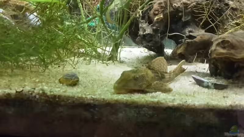 Aquarium Perlhuhnbärblingtraum (existiert nicht mehr) von Tanja F. (3)