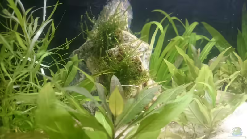 Aquarium Perlhuhntümpel von Z to the osel (2)