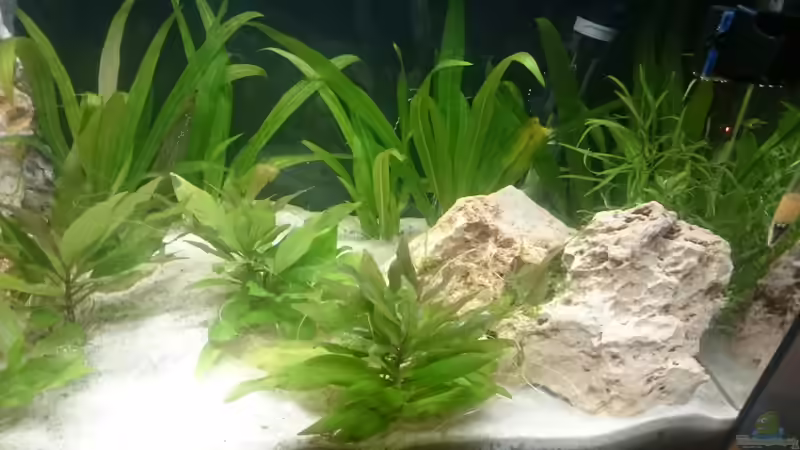 Aquarium Perlhuhntümpel von Z to the osel (3)