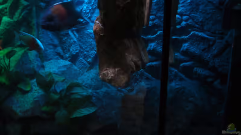 Aquarium Perspektive (06.06.2012) von Marcel. (7)