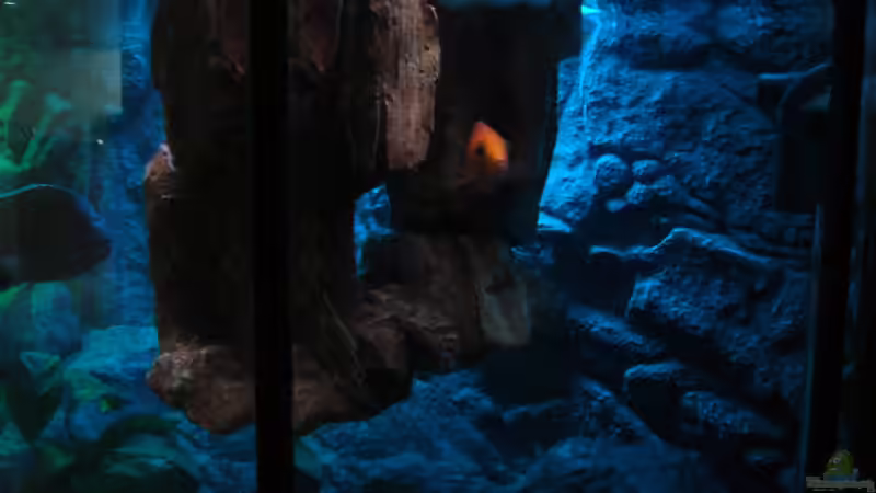 Aquarium Perspektive (06.06.2012) von Marcel. (8)