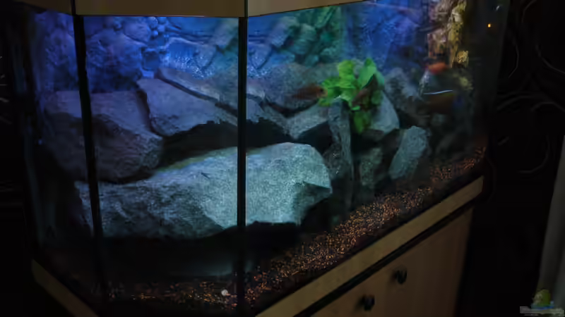 Aquarium Perspektive (18.06.2012) von Marcel. (3)