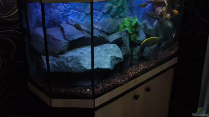 Aquarium Perspektive (18.06.2012) von Marcel. (4)