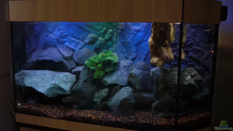 Aquarium Perspektive (18.06.2012) von Marcel. (5)