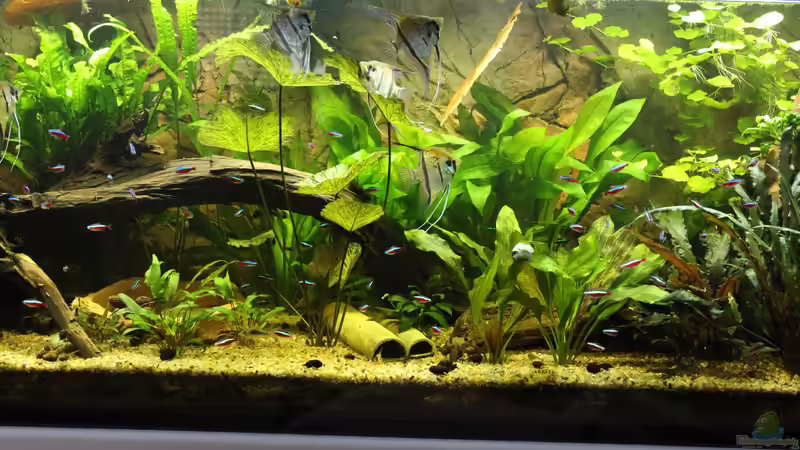 Aquarium Peruaner ( nur noch als Beispiel ) von Ottche (10)