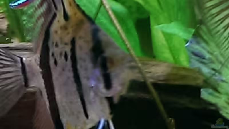 Aquarium Peruaner ( nur noch als Beispiel ) von Ottche (100)