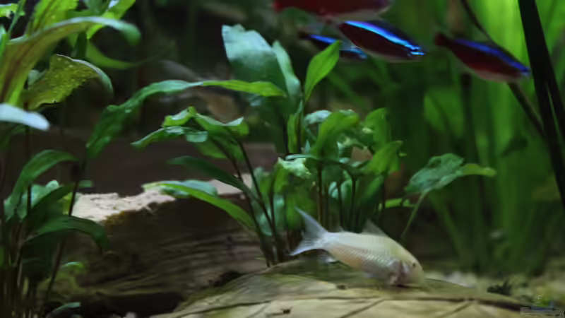 Aquarium Peruaner ( nur noch als Beispiel ) von Ottche (11)