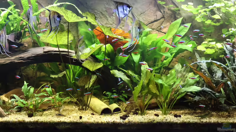 Aquarium Peruaner ( nur noch als Beispiel ) von Ottche (12)