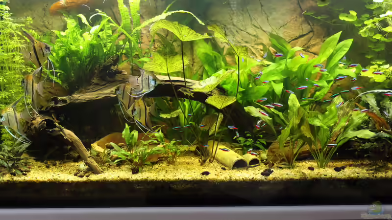 Aquarium Peruaner ( nur noch als Beispiel ) von Ottche (15)