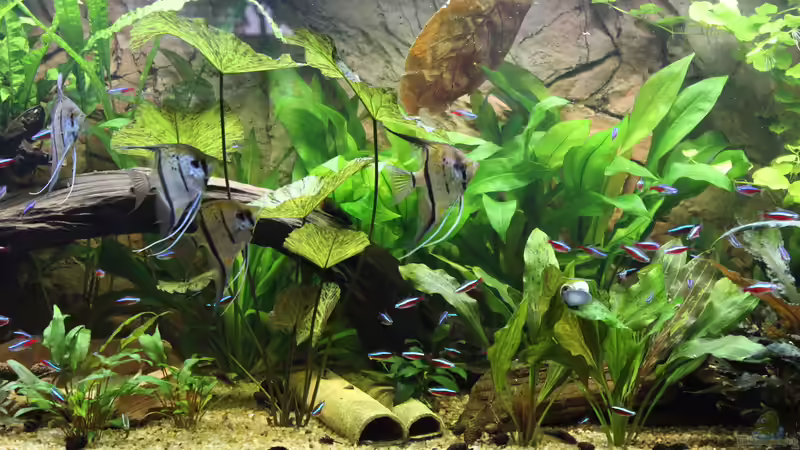 Aquarium Peruaner ( nur noch als Beispiel ) von Ottche (17)