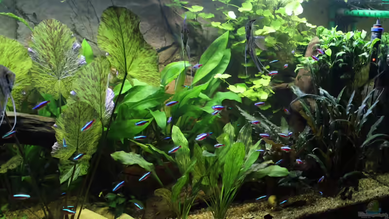 Aquarium Peruaner ( nur noch als Beispiel ) von Ottche (19)