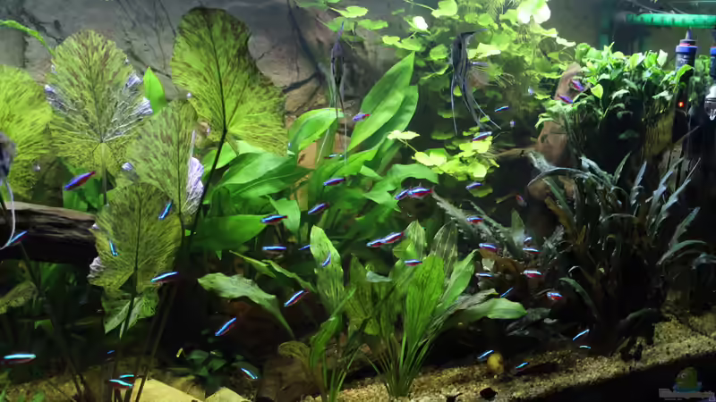 Aquarium Peruaner ( nur noch als Beispiel ) von Ottche (20)