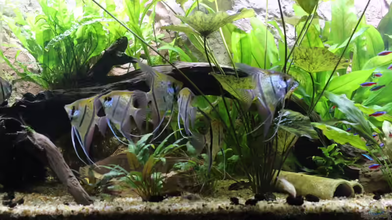 Aquarium Peruaner ( nur noch als Beispiel ) von Ottche (22)