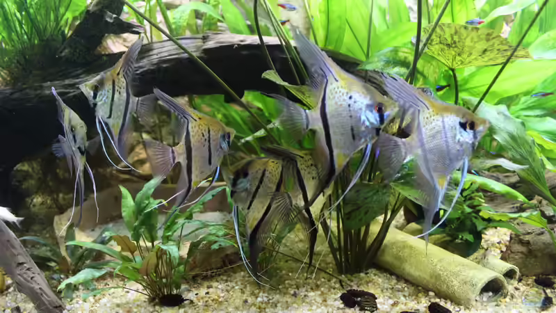 Aquarium Peruaner ( nur noch als Beispiel ) von Ottche (24)